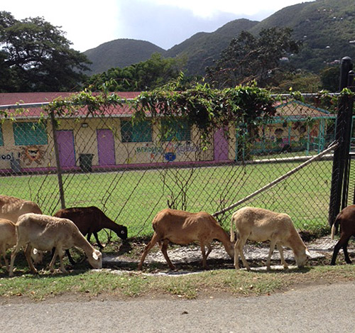 Laura-CaribbeanTrip-goats